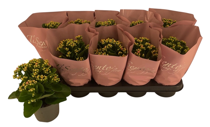 <h4>KAL GE PERFECTA ROSA</h4>