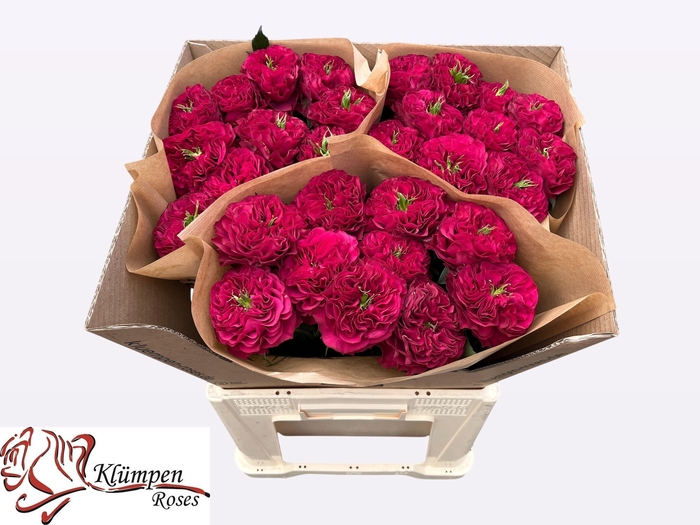 <h4>R GR CHERRY VELVET</h4>