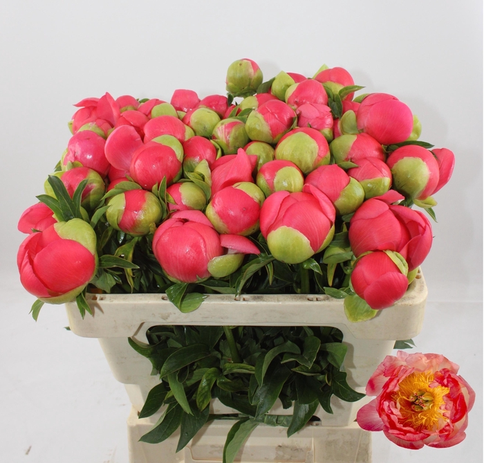 <h4>PAEO CORAL SUNSET</h4>