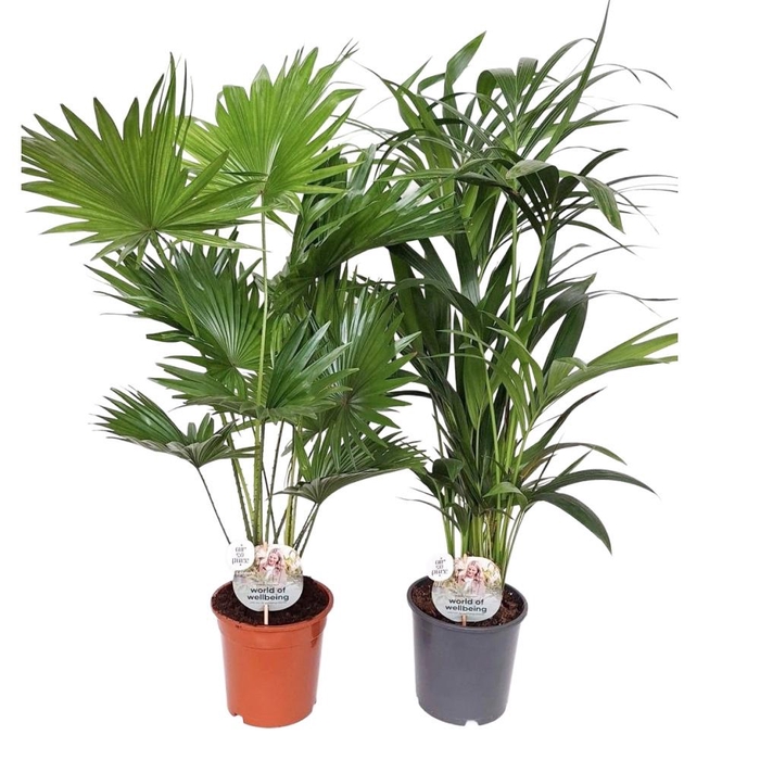 <h4>Luxe palmmix 19 cm livi /kent</h4>