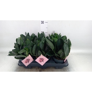 Scindapsus treubii 'Dark Form'