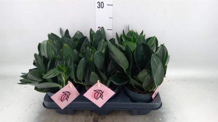 <h4>Scindapsus treubii 'Dark Form'</h4>