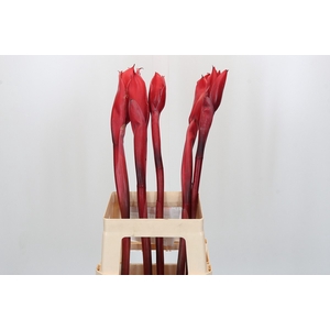 Ginger Torch Red