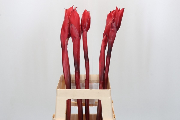 <h4>Ginger Torch Red</h4>