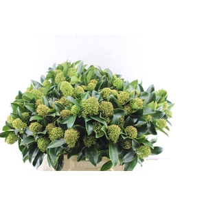 Skim J Whit Globe Bs