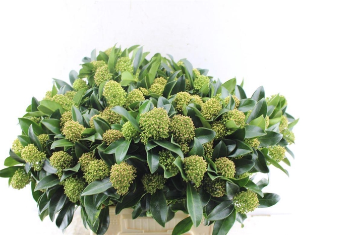 <h4>Skim J Whit Globe Bs</h4>