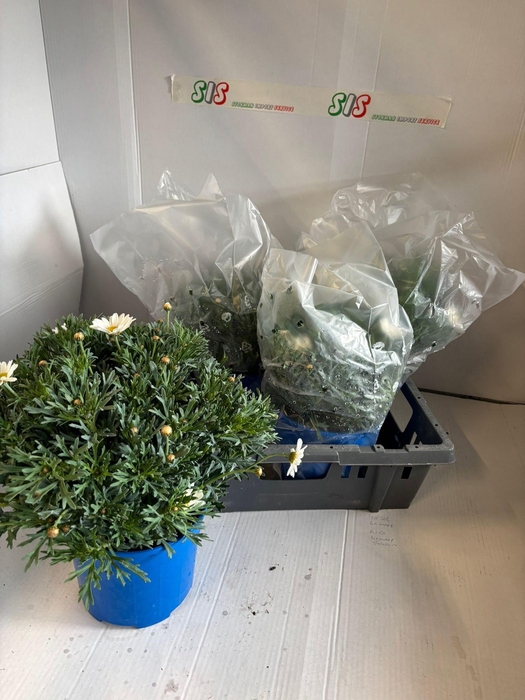 <h4>ARG STELLA 2000</h4>