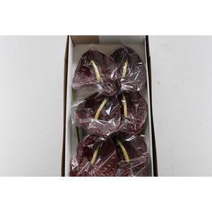 Anth A Tropic Night X 10