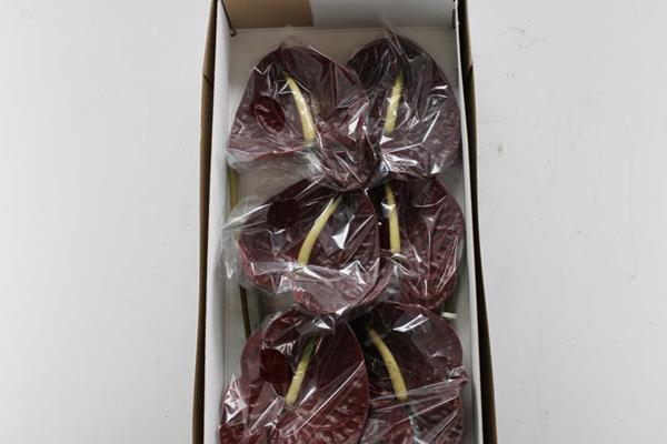 <h4>Anth A Tropic Night X 10</h4>