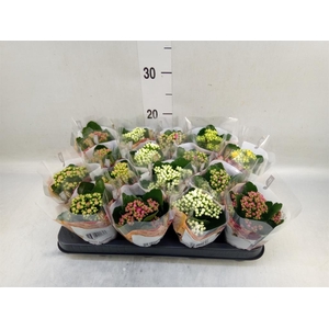 Kalanchoe blos. 'RoyalDon'   ..mix