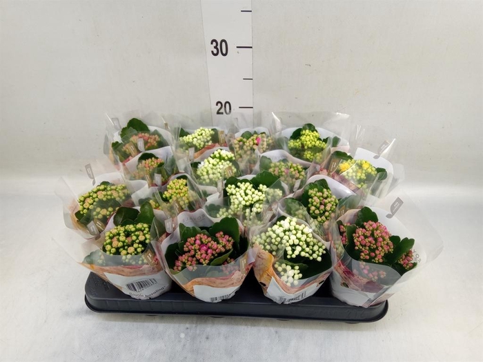 <h4>Kalanchoe blos. 'RoyalDon'   ..mix</h4>