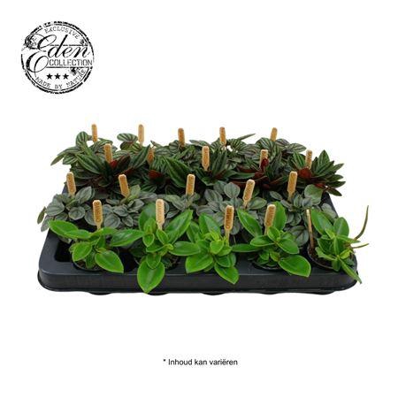 <h4>Peperomia Gemengd</h4>