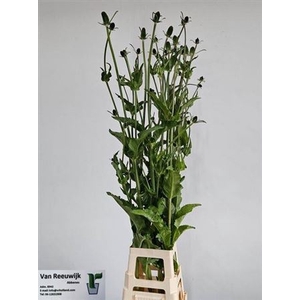 Dipsacus