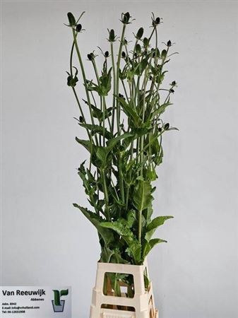 <h4>Dipsacus</h4>