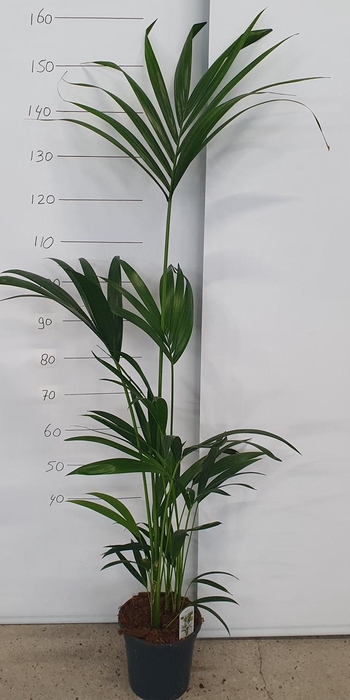 <h4>HOWEA FORSTERIANA</h4>