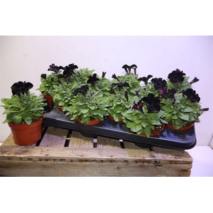 arr8 Pet Potu Black Ice