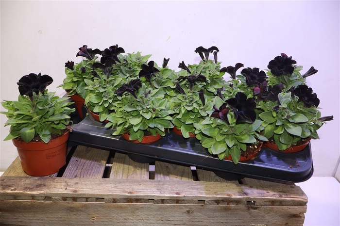 arr8 Pet Potu Black Ice