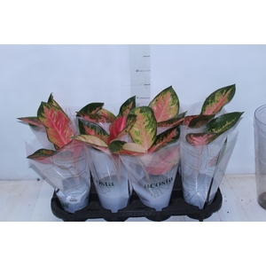 AGLAONEMA LAWAN P12