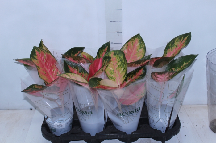 <h4>AGLAONEMA LAWAN P12</h4>