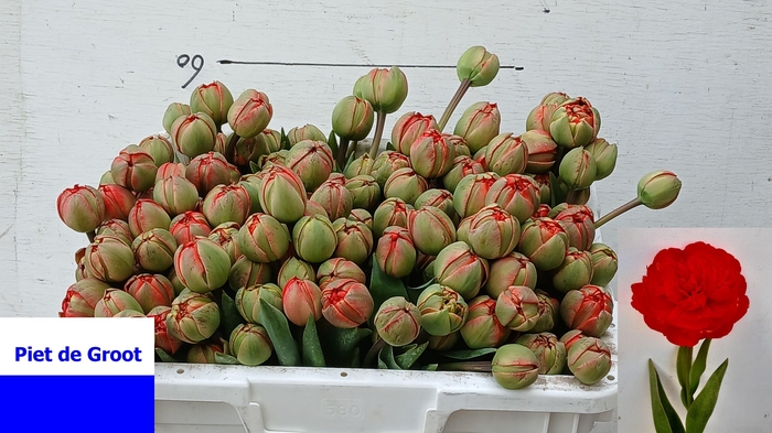 <h4>TU DU MIRANDA</h4>