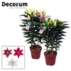 Lilium Or. Special Mix 19cm