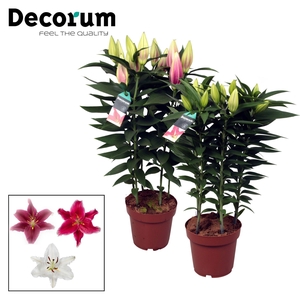 Lilium Or. Special Mix 19cm