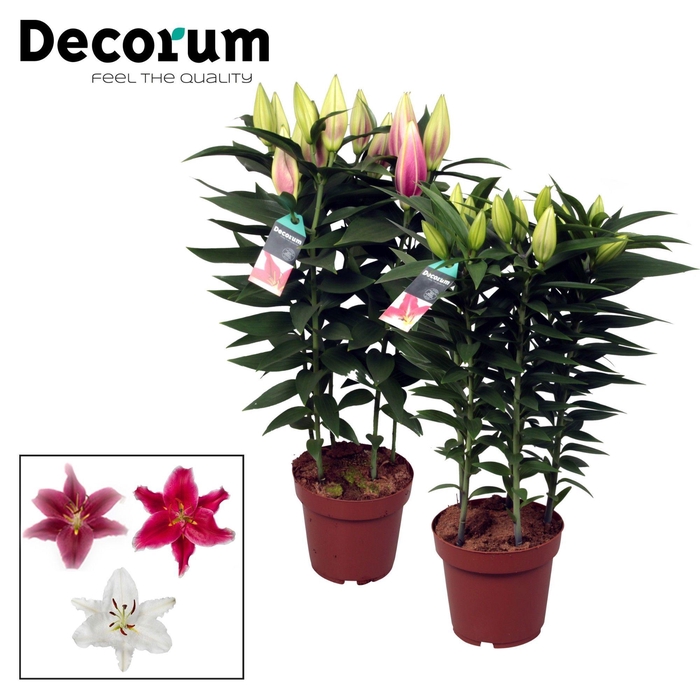 Lilium Or. Special Mix 19cm