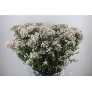 Rice Flower Wit P Bunch