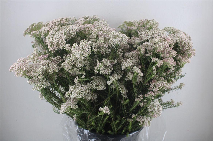 <h4>Rice Flower Wit P Bunch</h4>