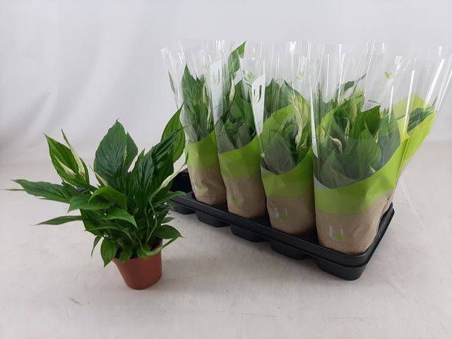 <h4>SPATH TORELLI</h4>