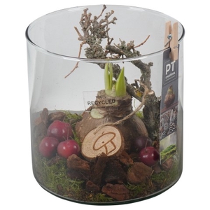 PTAA7589 Arrangementen Hippeastrum