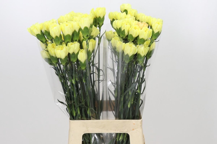 <h4>Dianthus St Emma</h4>