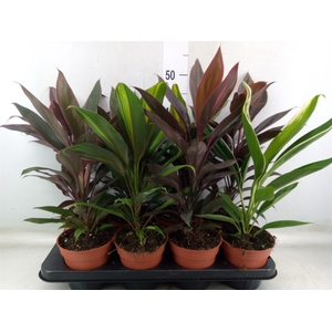 Cordyline   ...mix