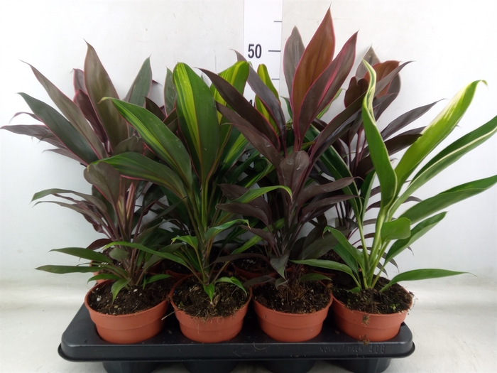 <h4>Cordyline   ...mix</h4>