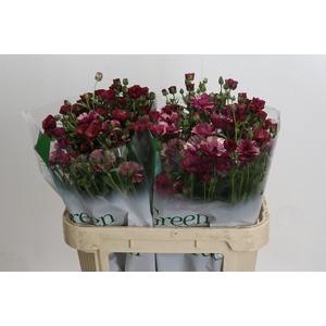 Ranunculus Magical Raspberry