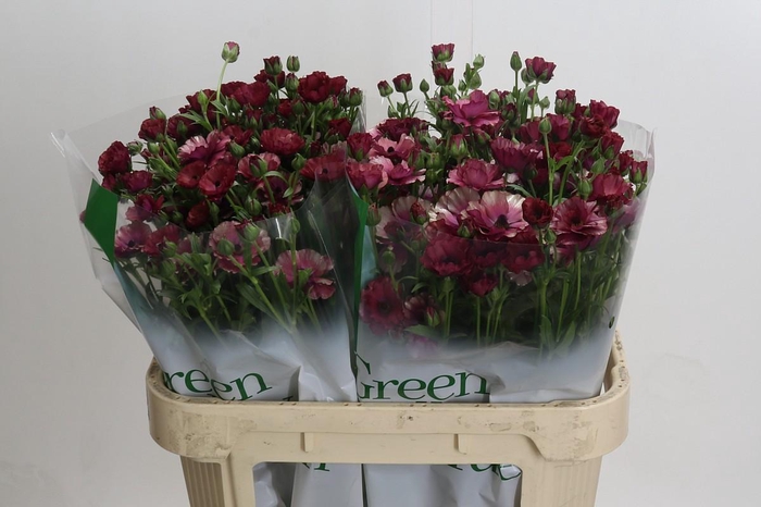 <h4>Ranunculus Magical Raspberry</h4>