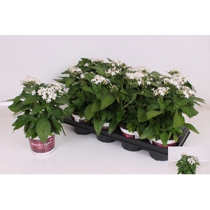 PENTAS BEEBRIGHT WHI