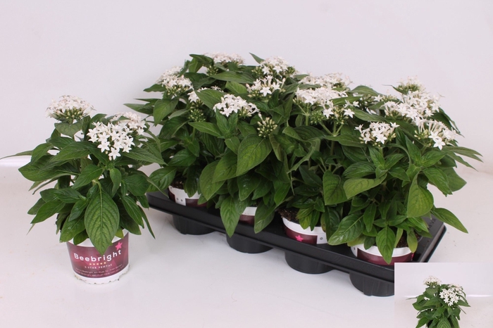 <h4>PENTAS BEEBRIGHT WHI</h4>