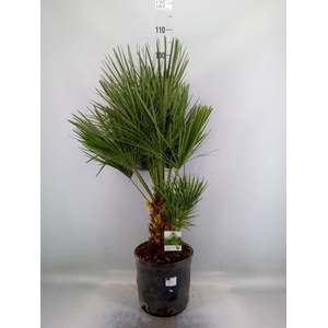 Chamaerops humilis