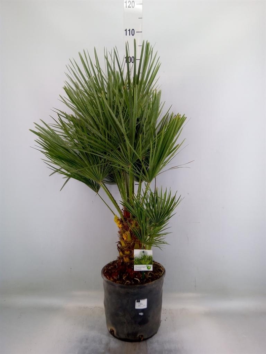<h4>Chamaerops humilis</h4>