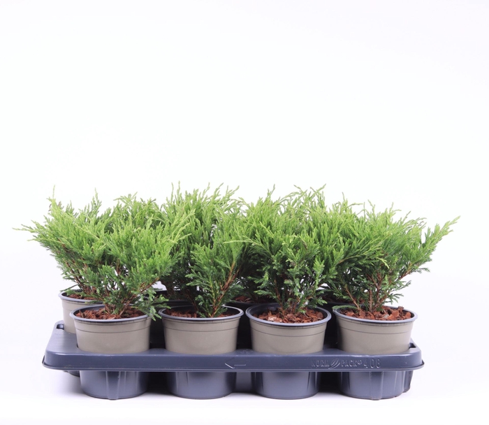 <h4>Juniperus horizontalis Andorra</h4>
