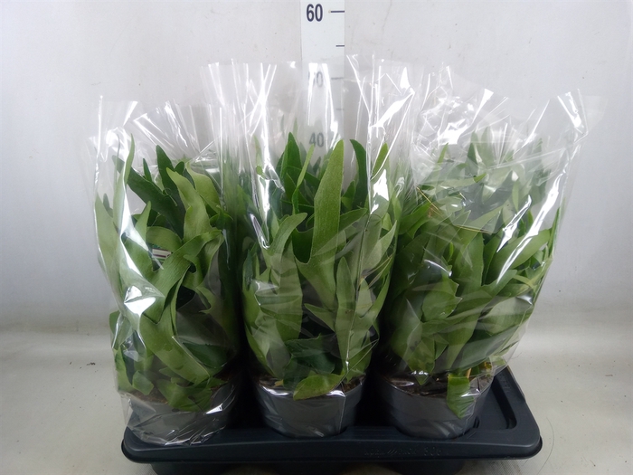 <h4>Platycerium bifurc.</h4>