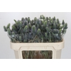 Eryngium Electric Dynamite