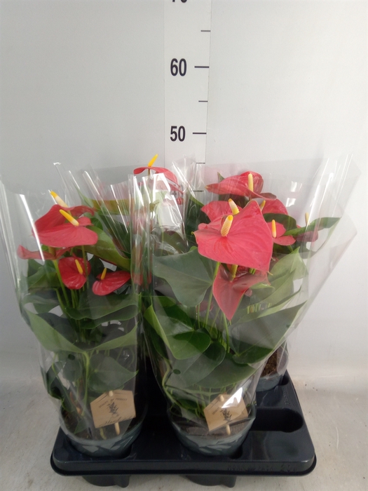 <h4>Anthurium andr. 'Esudo'</h4>