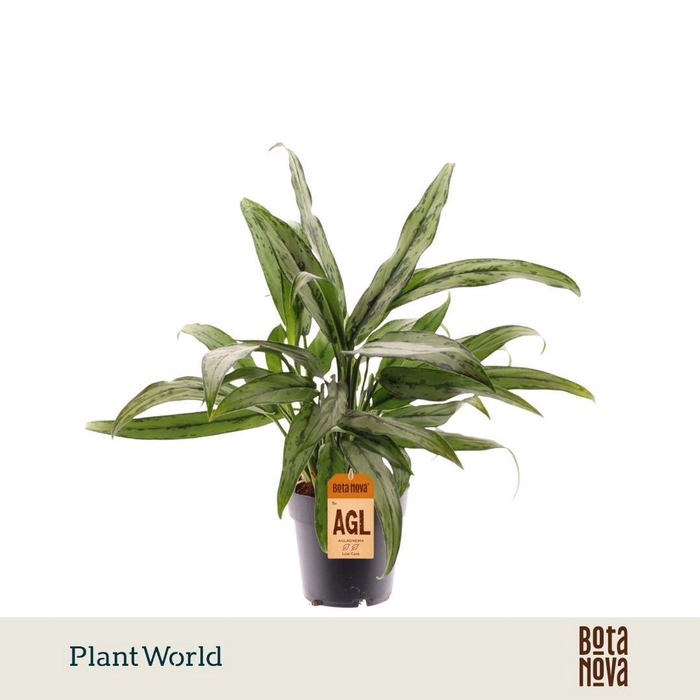 <h4>Aglaonema Cutlass</h4>