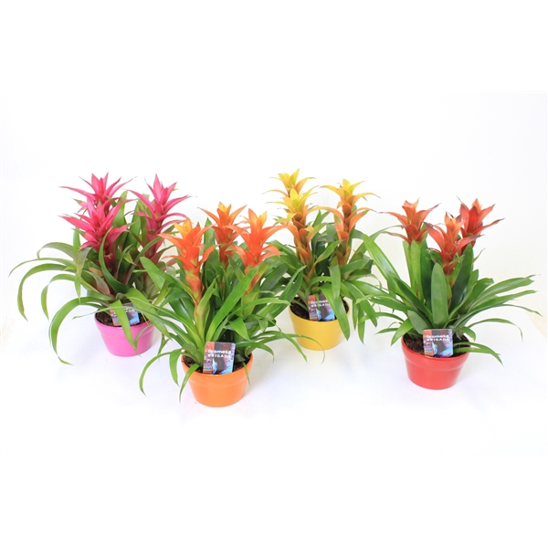 <h4>Guzmania variés</h4>