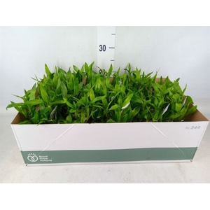 Dracaena sand. 'Lucky Bamboo' ..pyr