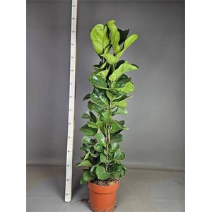 FICUS LYRATA BAMBINO