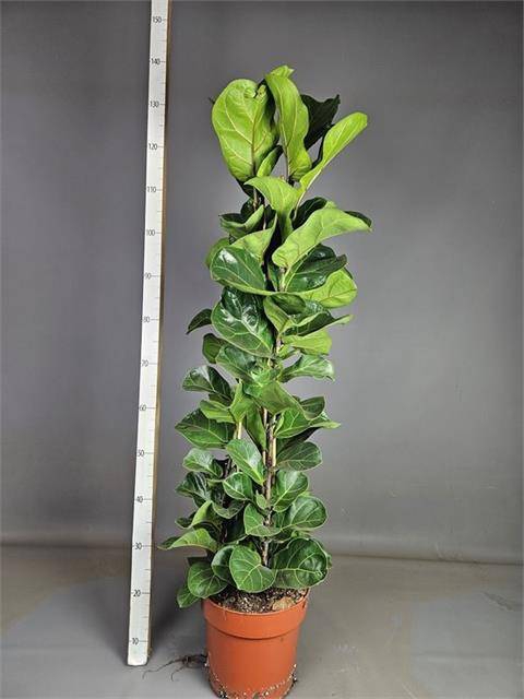 <h4>FICUS LYRATA BAMBINO</h4>