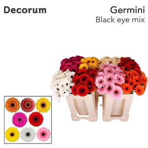 Germini Mix Zwart Hart Water/Hoes x80